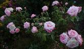 Princesse de Monaco ® rose photo