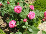Proserpine rose photo