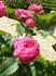 Proserpine rose photo