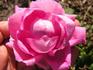 Fairmount Memory rose photo
