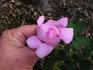 Fairmount Memory rose photo