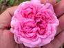 Fairmount Memory rose photo