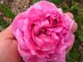 Fairmount Memory rose photo
