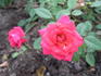 Just For You rose photo