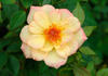 Yellow Magic rose photo