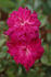 Centennial Miss rose photo