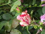 Imagine rose photo
