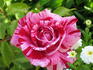 Imagine rose photo