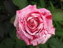 Imagine rose photo