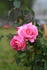 Ashton rose photo