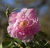 Cordelia rose photo