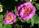 Huddersfield Choral Society rose photo
