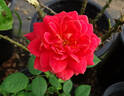 Heinrich Wendland rose photo
