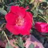 Betty Vickers rose photo