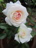 Dame Joan Sutherland rose photo