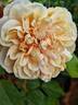 Duchesse d'Auerstädt rose photo