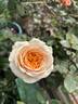 Beatrice rose photo