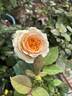 Beatrice rose photo