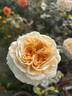 Beatrice rose photo