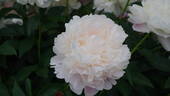 Alice Harding peony photo