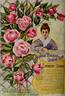Empress of China rose photo