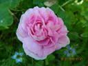 Ipsilanti rose photo