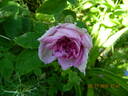 Ipsilanti rose photo