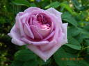Ipsilanti rose photo