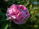 Ipsilanti rose photo
