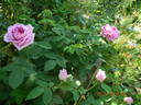 Ipsilanti rose photo