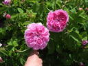 Ipsilanti rose photo