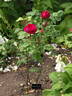 Henry Nevard rose photo