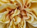 Duchesse d'Auerstädt rose photo
