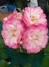 Hannah Gordon rose photo
