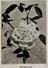 Gainsborough rose photo
