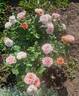 Bordure Nacrée ® rose photo