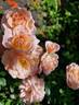 Bordure Nacrée ® rose photo