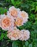 Bordure Nacrée ® rose photo