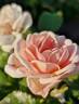 Bordure Nacrée ® rose photo