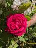 Prince Camille de Rohan rose photo