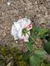 Mademoiselle Blanche Lafitte rose photo