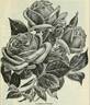 Climbing La France rose photo