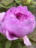 Kamata-fuji peony photo