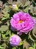 Kamata-fuji peony photo