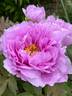 Kamata-fuji peony photo