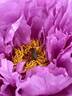 Kamata-fuji peony photo