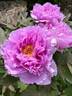 Kamata-fuji peony photo