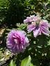 Kamata-fuji peony photo