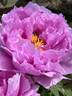 Kamata-fuji peony photo