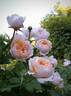 The Lady Gardener rose photo